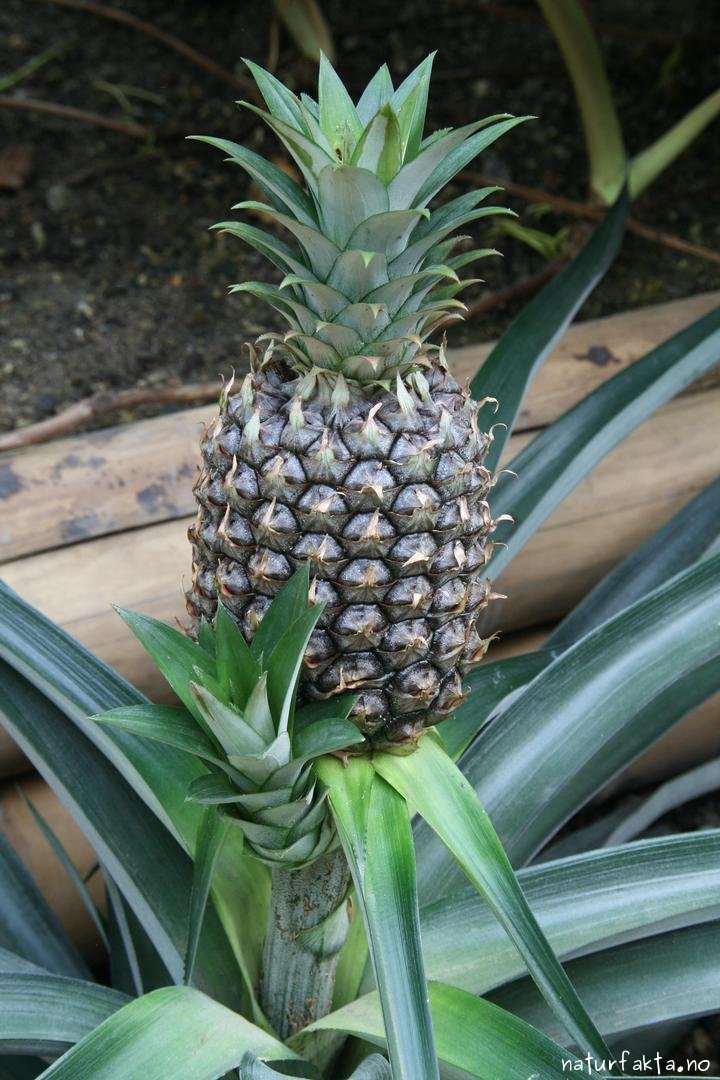 Ananasplante - Ananas comosus - Naturfakta