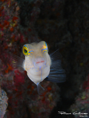 Kugelfischverwandte Tetraodontiformes Naturfakten