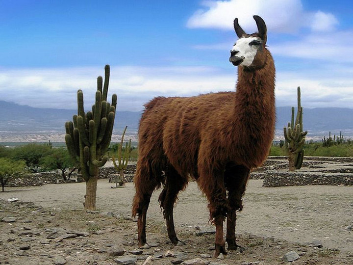 lama pictures lama pictures