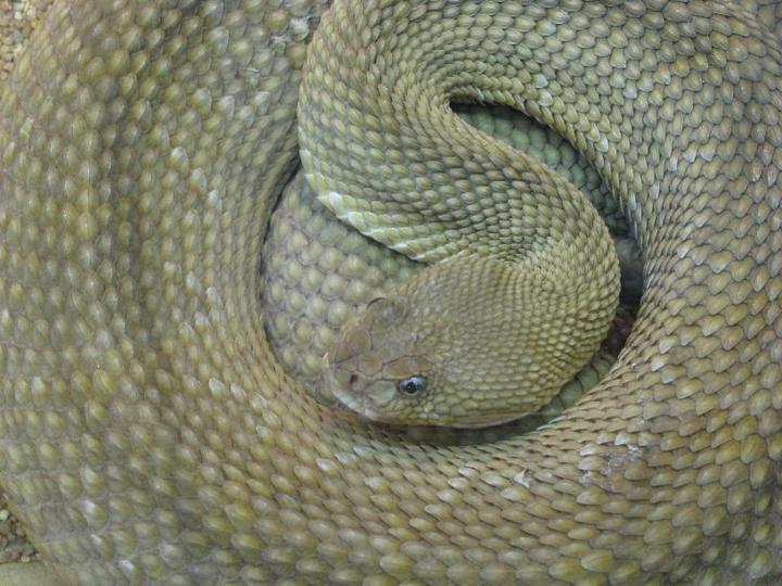BasiliskenKlapperschlange Crotalus basiliscus Naturfakten