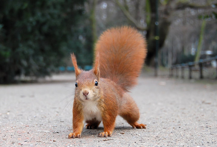 Eichhörnchen - Sciurus vulgaris - Naturfakten
