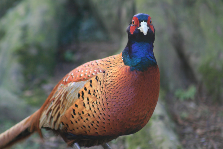 Fasan - Phasianus colchicus - Naturfakten