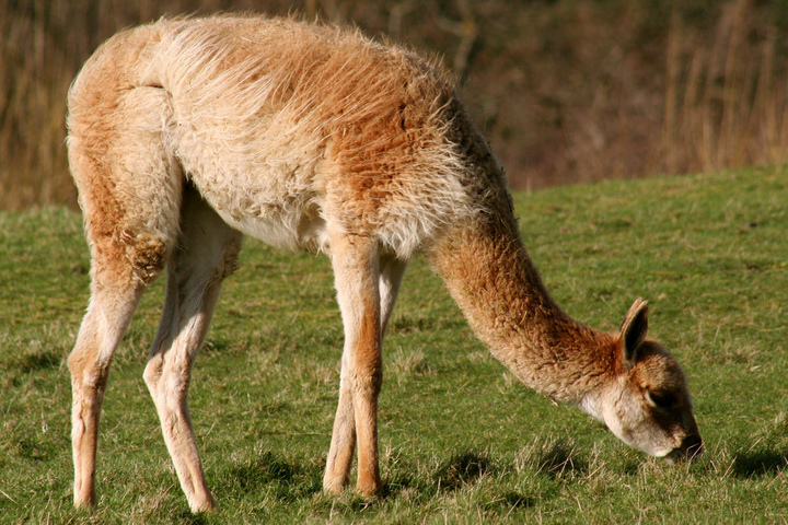アルゼンチンの在来動物 - ビクーニャ (Vicugna vicugna)