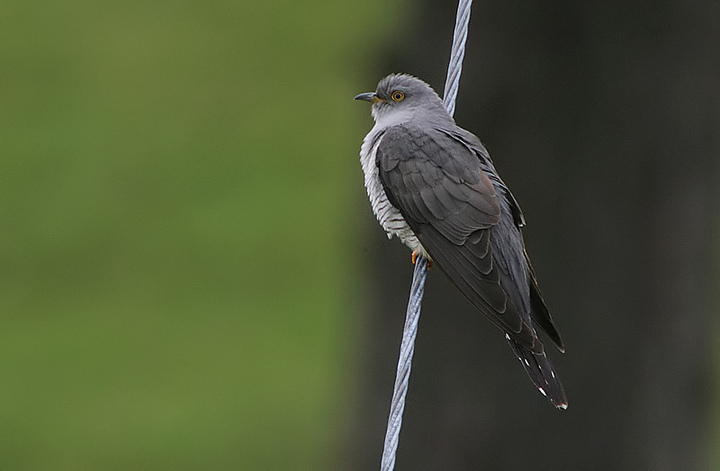 Gj k Cuculus Canorus Naturfakta