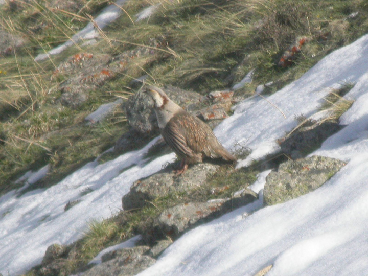 Himalaya Schneehuhn Tetraogallus Himalayensis Naturfakten Himalaya Schneehuhn Tetraogallus Himalayensis Naturfakten