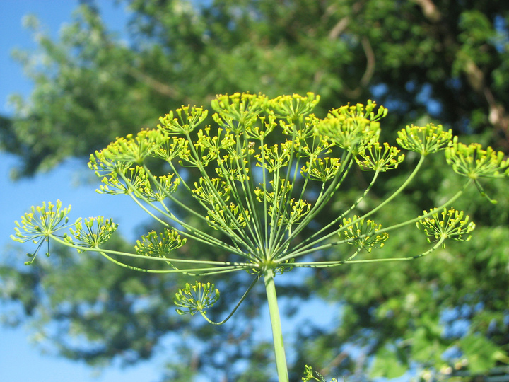 Гриб укроп. Укроп пахучий - Anethum graveolens. Укроп (Anethum graveolens l.). Соцветие зонтик укроп. Анетум graveolens.