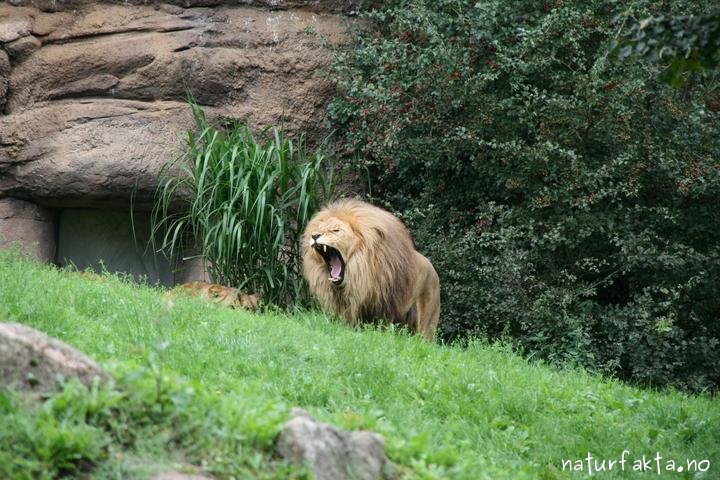 L we Panthera Leo Naturfakten