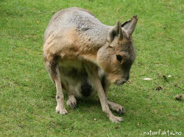 Großer Pampashase Dolichotis patagonum Naturfakten