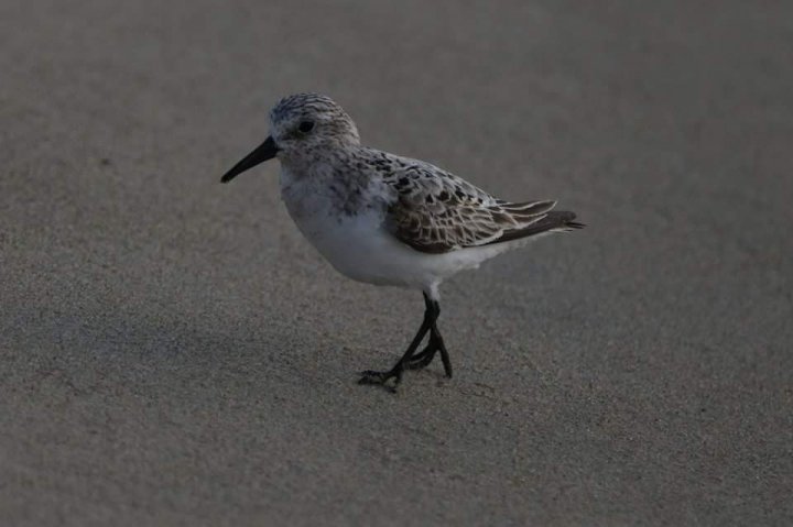 シギ類:その正体と例 - シギ (Calidris alba)