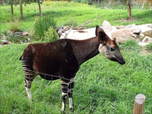 青い舌を持つ動物 - オカピ (Okapia johnstoni)