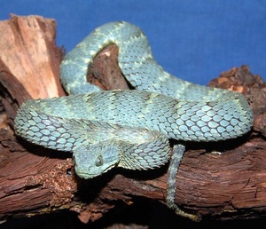 Atheris squamigera - Wikispecies