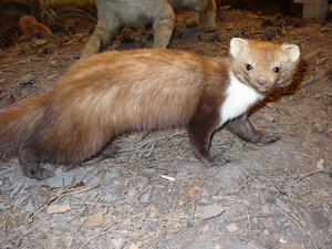 Foto: Franco Atirador, (http://commons.wikimedia.org/wiki/File:Beech_Marten.jpg)