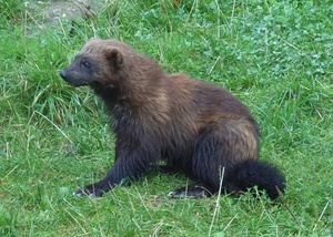 Marder Mustelidae Naturfakten Marder Mustelidae Naturfakten