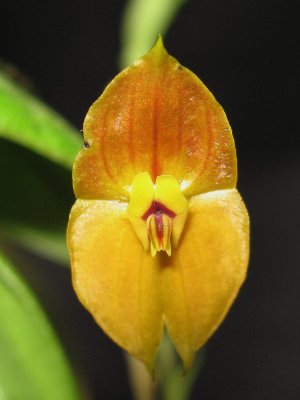 Foto: Quimbaya, (http://commons.wikimedia.org/wiki/File:Lepanthes_Ophelma.jpg)