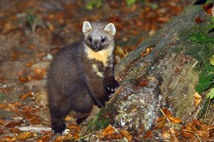 Foto: Dani Kropivnik, (http://commons.wikimedia.org/wiki/File:Martes_martes_crop.jpg)