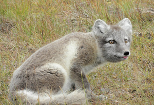 Fjellrev Polarrev Vulpes Lagopus Naturfakta