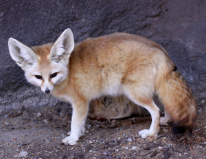 Hunde Canidae Naturfakten