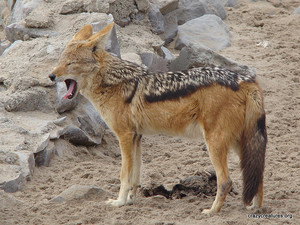 Foto: Crazy Creatures, (http://www.flickr.com/photos/47456200@N04/4421748901/)