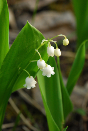 Norske blomster etter farge (hvite) - Planter - Naturfakta