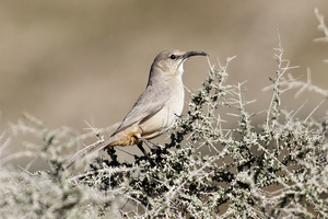 Foto: Bill Bouton, (http://www.flickr.com/photos/billbouton/5350699526/)