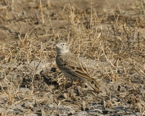 Arten von Sperlingsvögel - Passeriformes - Naturfakten