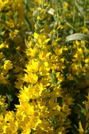 Norske Blomster Etter Farge Gule Planter Naturfakta