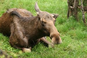 Elg Alces Alces Naturfakta Elg Alces Alces Naturfakta