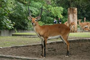Tiere Animalia Naturfakten Tiere Animalia Naturfakten