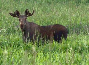 Elg Alces Alces Naturfakta Elg Alces Alces Naturfakta