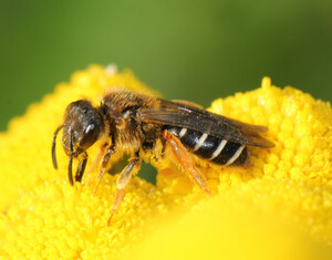 ミツバチの種類 - Stenotritidae 科のミツバチ