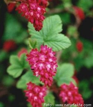 Foto: rubund, (http://www.naturfakta.com)